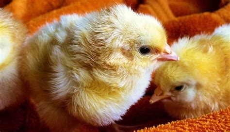 Frizzle Chicken 101 Complete Breed Info And Care Guide 2023