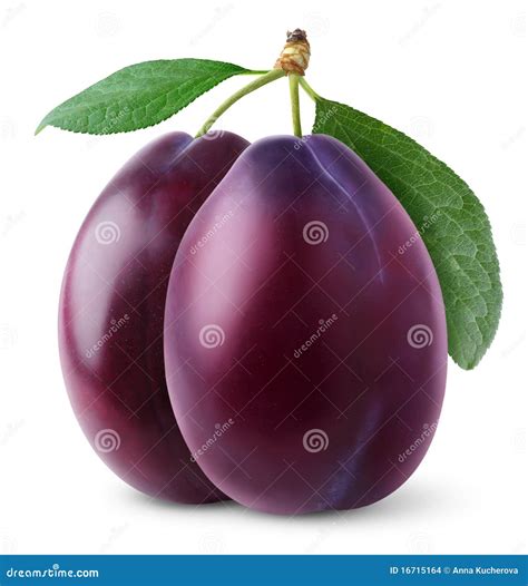 plum stock images image