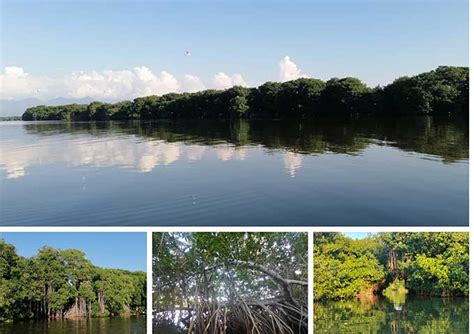 Conservación Y Restauración Del Bosque De Manglar En El Municipio De Puebloviejo Magdalena