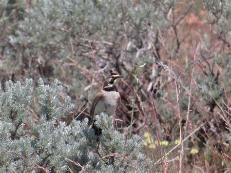 Horned Lark Wallpapers - 4k, HD Horned Lark Backgrounds on WallpaperBat