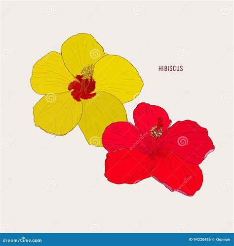 Hawaiian Hibiscus Flowers Sketch Vector Stock Vector Illustration