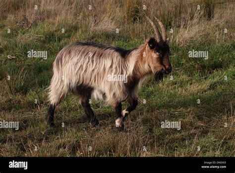 Female Goats Hi Res Stock Photography And Images Alamy