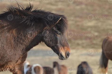 Profile Of A Bay Icelandic Horse 9544012 Stock Photo At Vecteezy