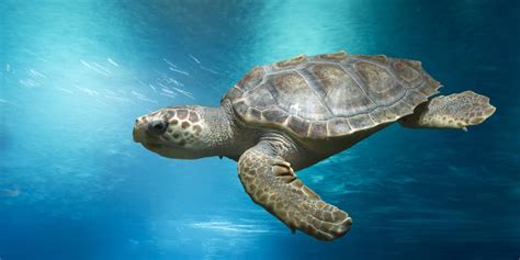 Loggerhead Turtle Facts And Information Guide American Oceans