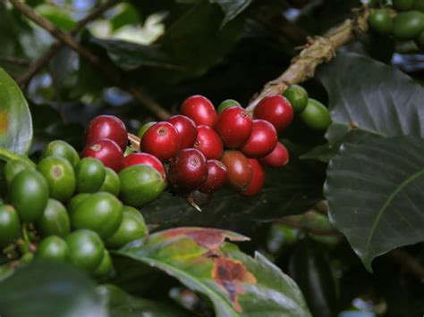 Can You Grow Coffee Beans? Here's How To Grow Coffee Beans (Explained ...