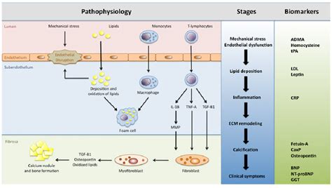 Pathogenesis Of Calcific Aortic Valve Disease Download Scientific Diagram