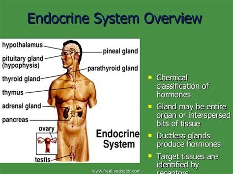 Endocrine System