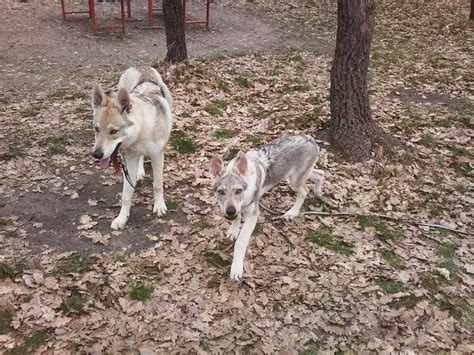 Lupul Ceh Czechoslovakian Wolfdog Caine Lup Cehoslovac