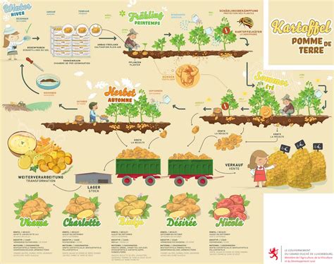 Kartoffeln - Vom Anbau bis zum Verkauf | Synplants