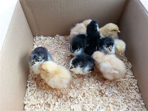 Buff Orpington And Black Australorp Backyard Chickens Learn