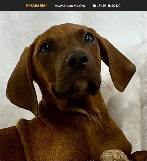 Adopt Redbone Coonhound Rescue Fort Myers Fl