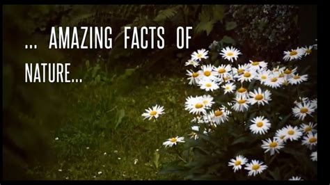 Amazing Facts About Nature Creation