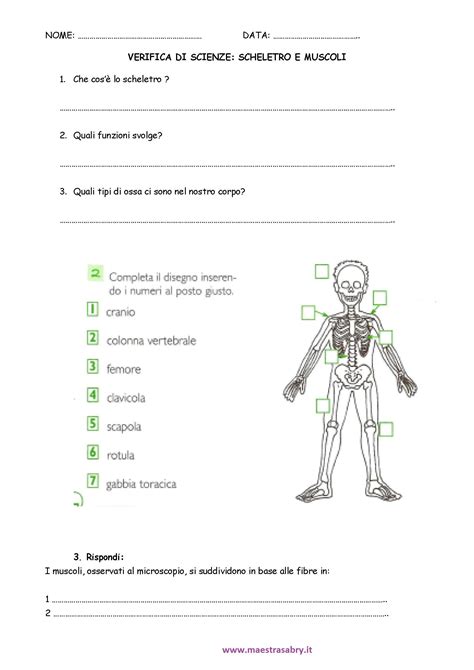 Il Sistema Muscolare Schede Didattiche Per La Scuola Primaria Artofit