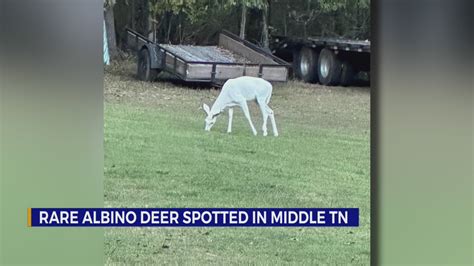 Rare Albino Deer Spotted In Spring Hill Wkrn News 2