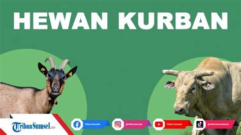 Cara Membedakan Daging Sapi Dan Kambing Perhatikan Dari Warna Serat