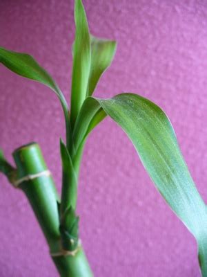 Cuidado Y Mantenimiento De Plantas De Bamb