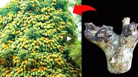 Best Idea Great Unique Skill Grafting Mango Tree That Get The