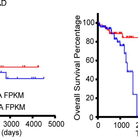 Gene Expression And Prognostic Relevance Of Kdm A In The Tcga Cohort Of