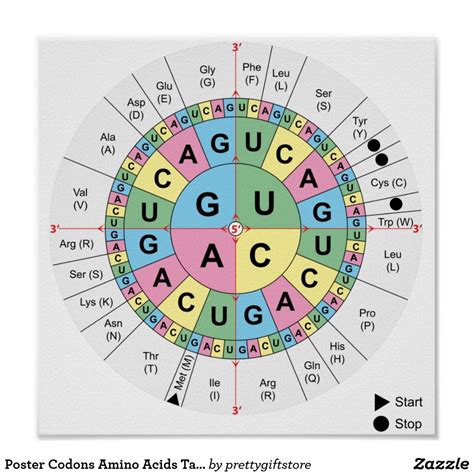 Genetic Code Worksheets