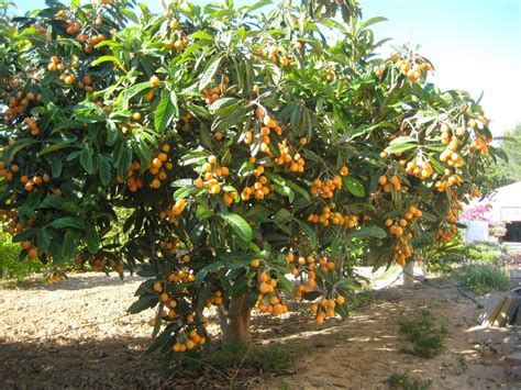 El níspero o Eriobotrya japonica es un árbol frutal perteneciente a la