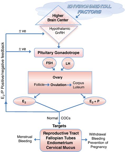 Ethinyl Estradiol And 17 Estradiol In Combined Oral Contraceptives Pharmacokinetics