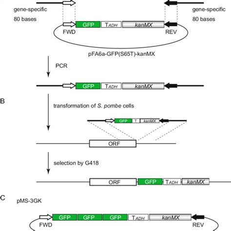 (PDF) Visualization of Fluorescence-Tagged Proteins in Fission Yeast ...