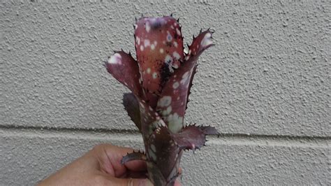 Yahoo オークション Billbergia `kahakai ビルベルギア `カハカイ