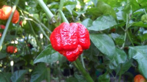 Trinidad Scorpion Moruga Chili Seeds - The Chilli Pepper Co