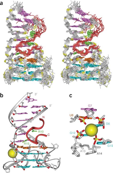 Solution Structure Of The Rgg Peptidesc Rna Complex And The