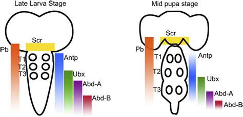 Summary Of Hox Gene Expression Patterns During The Larval And Pupal