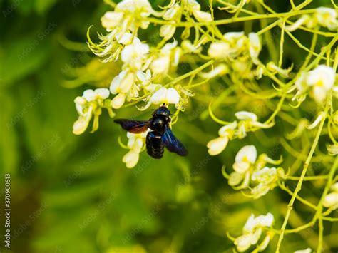 Xylocopa violacea ou Xylocope violet ou abeille charpentière au corps à