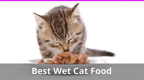 The Best Wet Cat Food Brands With Ratings Reviews For