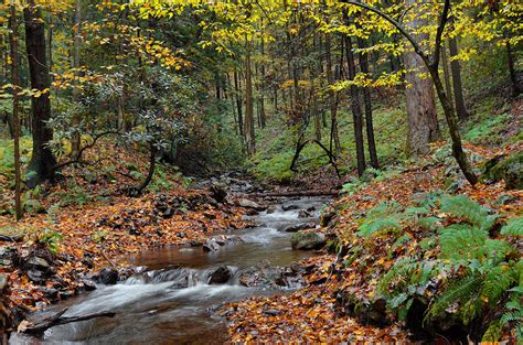 Forest Stream In Autumn Photograph by Stephen Vecchiotti