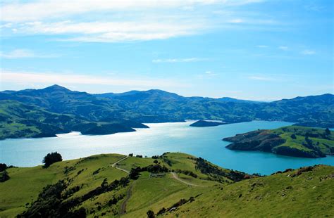 Akaroa & Banks Peninsula Wild Penguins Eco-Tour | Cheeky Kiwi Travel