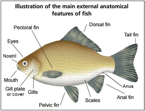 Identifying Fish Features