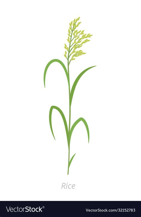 Rice Plant Oryza Glaberrima Oryza Sativa Vector Image