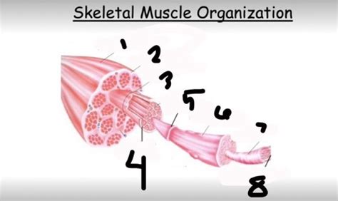 Skeletal Muscle Structure Flashcards Quizlet