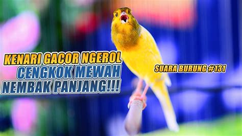 Suara Burung Kenari Gacor Panjang Ini Cocok Untuk Masteran Kenari