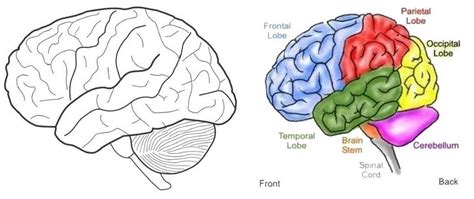 Brain Coloring Page