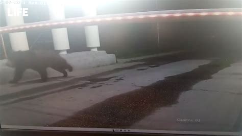 Медведь сбежал из гольф-клуба и отправился в путешествие по Подмосковью