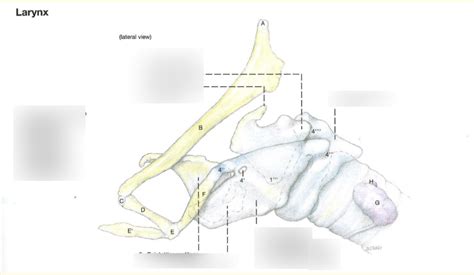 Hyoid Apparatus And Larynx Equine Lateral View Diagram Quizlet