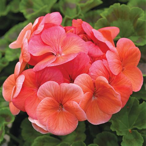 Geranium Pinto™ Premium Deep Salmon Hybrid Geranium Horticultural