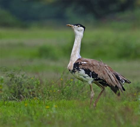 Project Great Indian Bustard - UPSC Notes