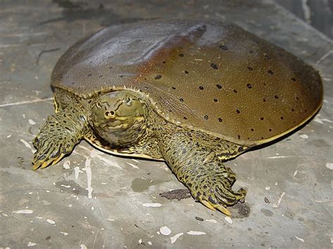 Spiny Softshell Turtle Facts And Pictures Reptile Fact