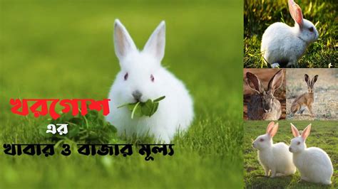 খরগোশ পালন খরগোশের খাবার ও দাম Rabbit Farming Krishi Prantor