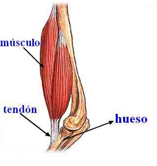 Tendones Vitruvio