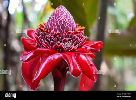 Bunga Kantan Hi Res Stock Photography And Images Alamy