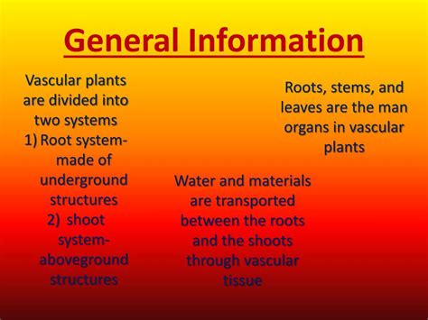 Ppt Vascular Plants Powerpoint Presentation Free Download Id2615804