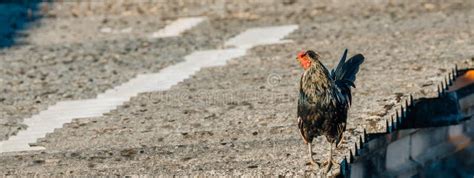 Rooster, Domestic Farm Animals Stock Image - Image of farm, backyard: 320223119