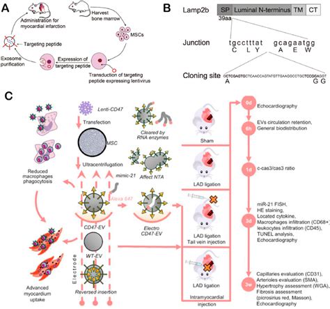 Figure 8 From Biomimetic Nanomaterials In Myocardial Infarction Treatment Harnessing Bionic